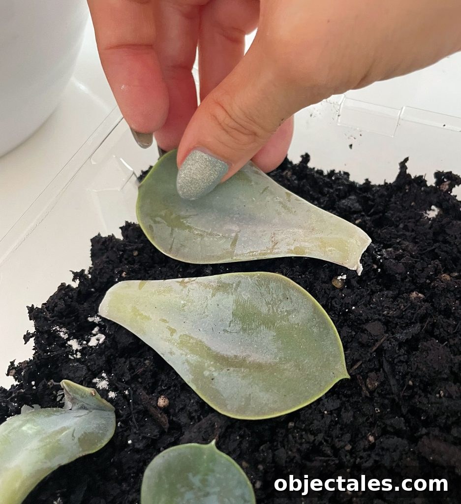 Laying Succulent Leaf On Soil For Propagation