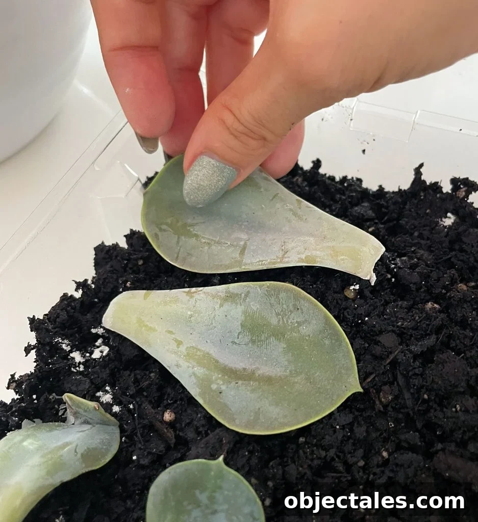 Laying Succulent Leaf On Soil For Propagation