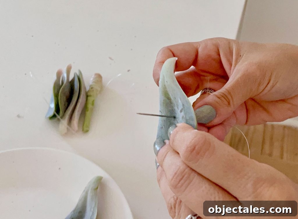 Threading Needle Through Succulent Leaf For Hanging dry Propagation