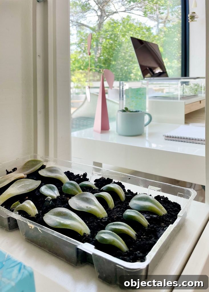 Succulent Propagation Tray In Bright Indirect Sunlit Windowsill