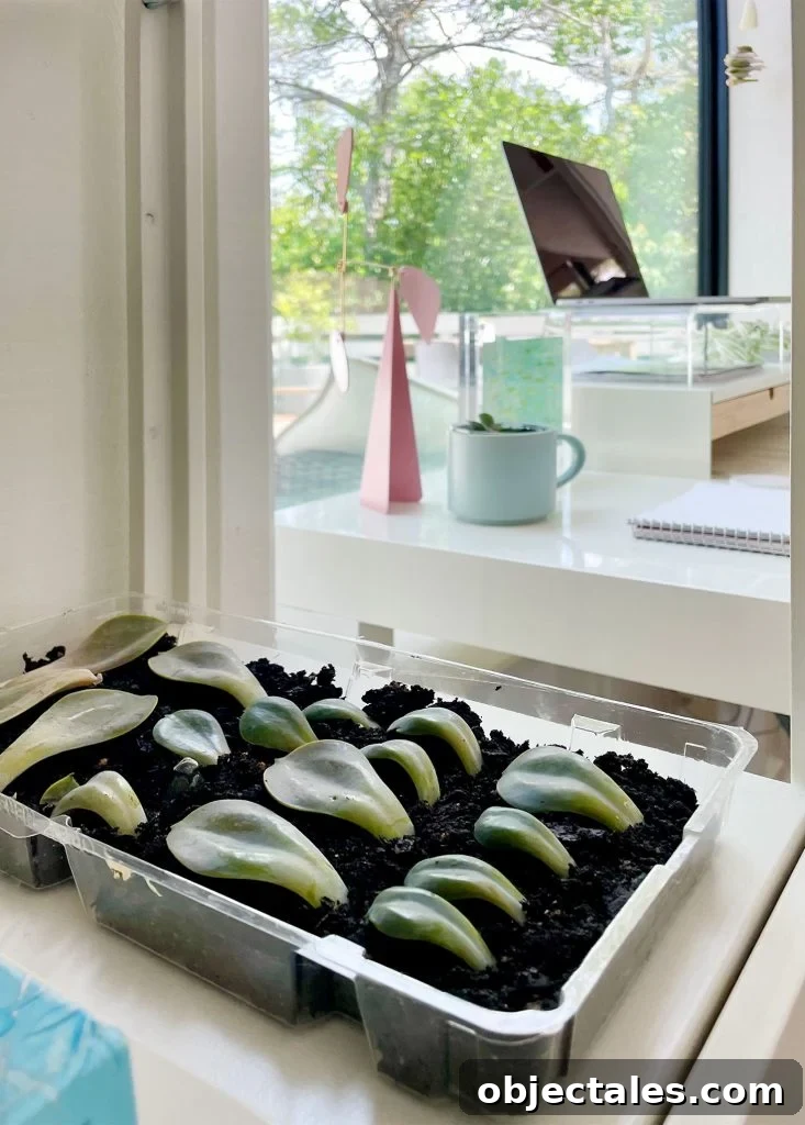 Succulent Propagation Tray In Bright Indirect Sunlit Windowsill
