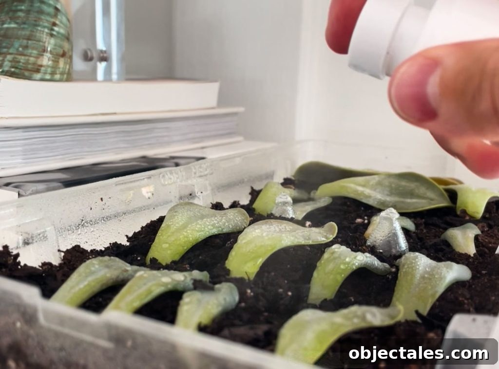 Misting Tray of Succulent Leaves For Propagation