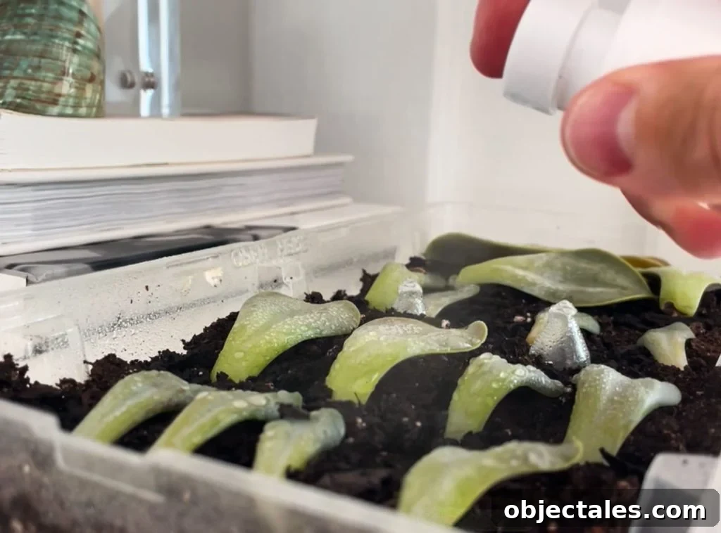 Misting Tray of Succulent Leaves For Propagation
