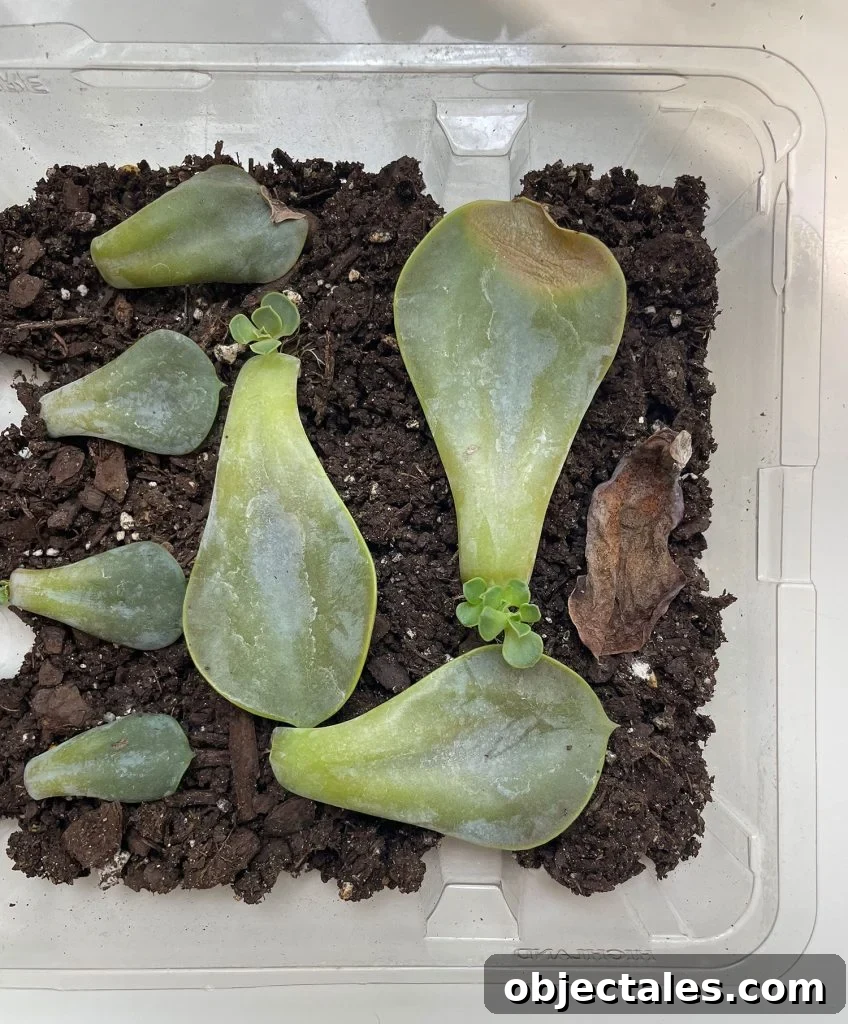 New Pups Growing On Propagated Succulent Leaves
