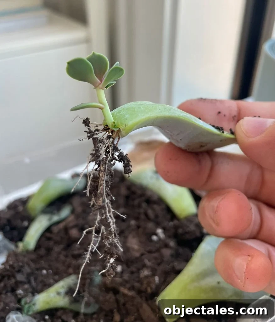 Proprogated Succulent Leaf Lifted From Soil To Show Roots