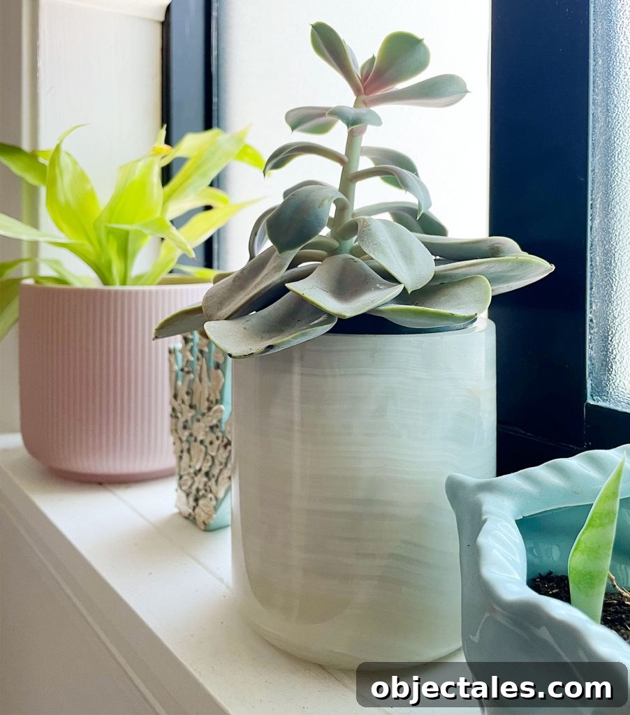 Succulent Plant In Windowsill with Leggy Etiolated Growth