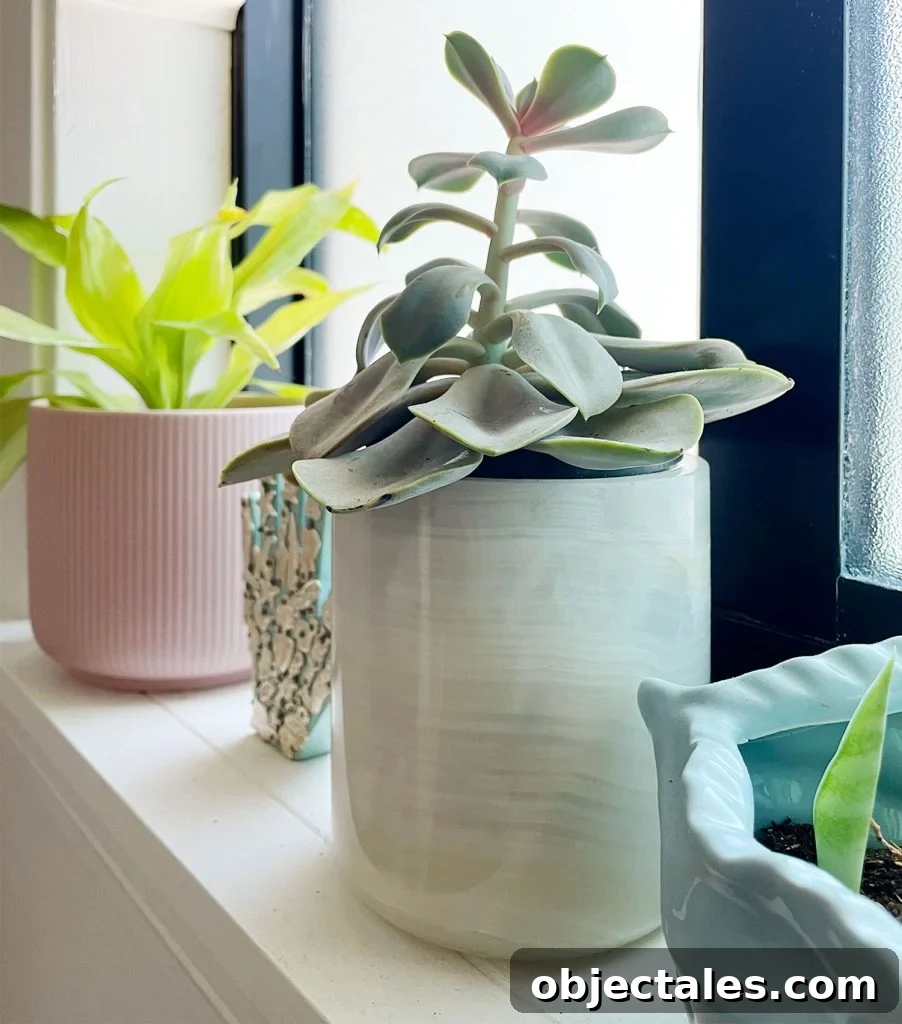 Succulent Plant In Windowsill with Leggy Etiolated Growth