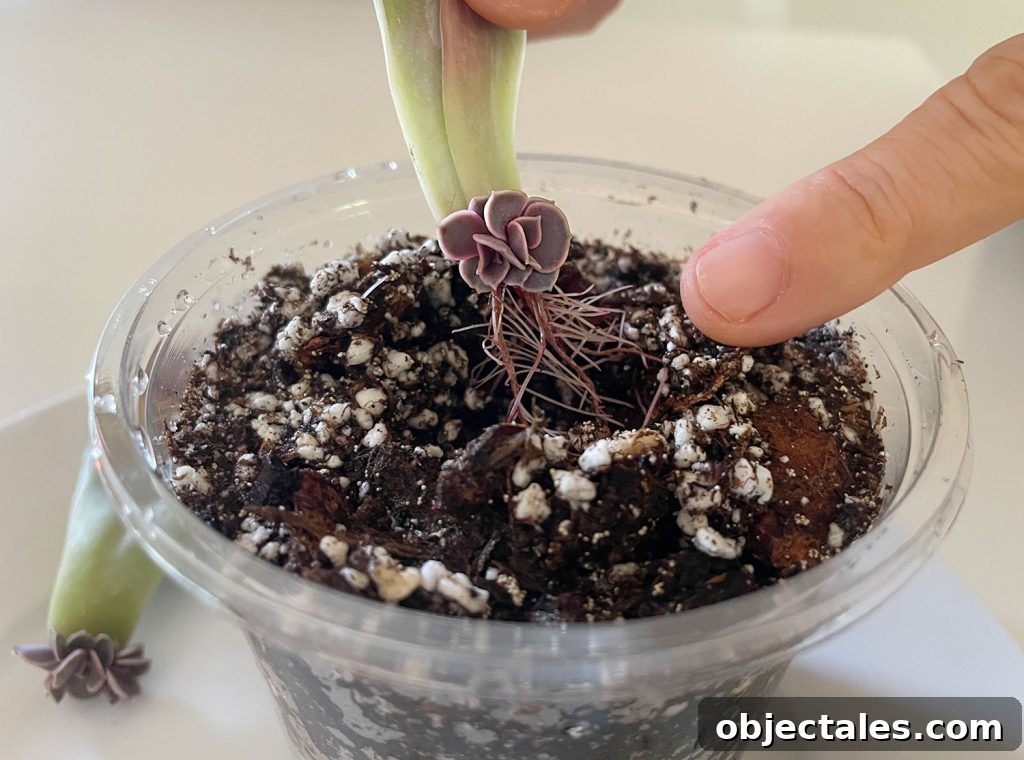 Planting New Succulent Roots In Fresh Soil
