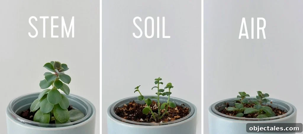 Results of Succulent Propagation Methods Side by Side