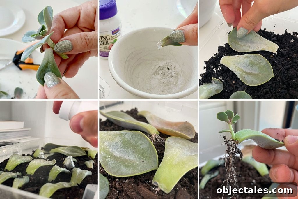 Grid of Steps To Propagating A Succulent