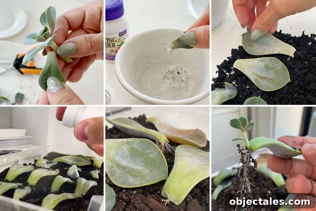 Grid of Steps To Propagating A Succulent
