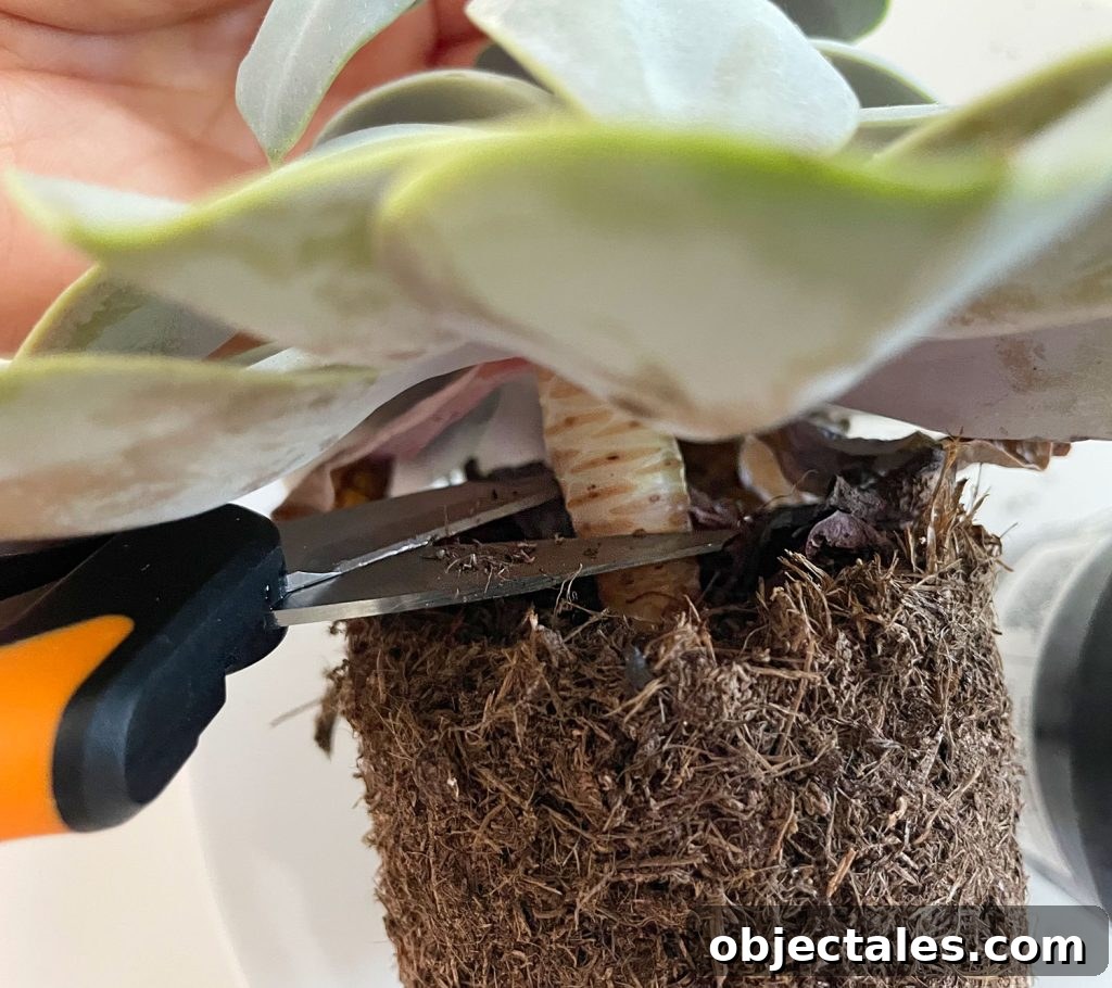 Cutting Stem Of Succulent At Soil Line