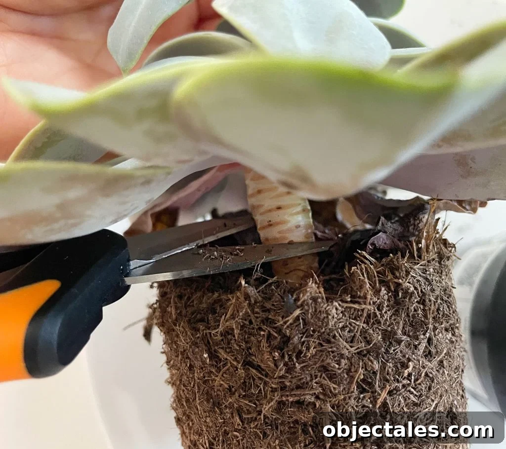 Cutting Stem Of Succulent At Soil Line