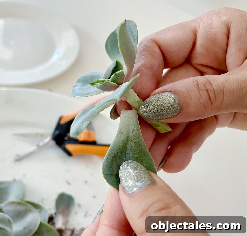 Removing Succulent Leaves From Stem For Propagation