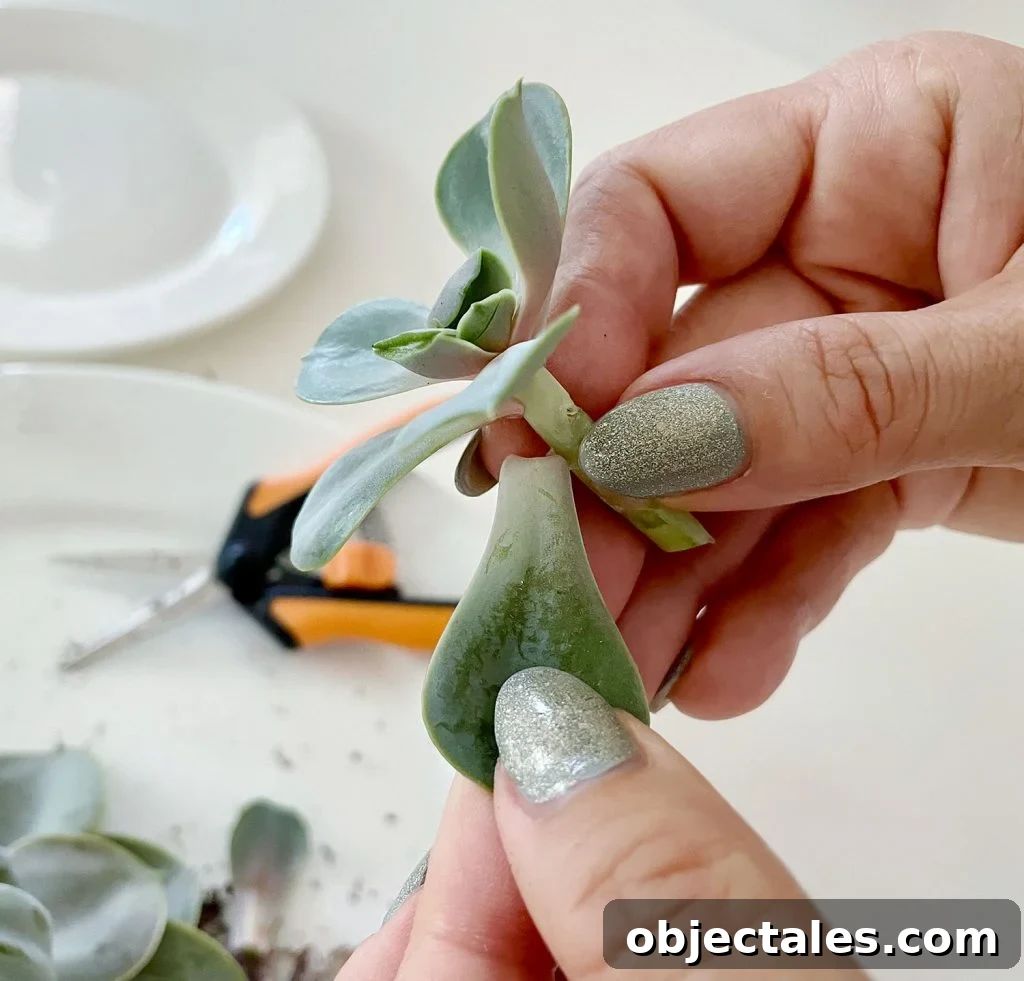 Removing Succulent Leaves From Stem For Propagation