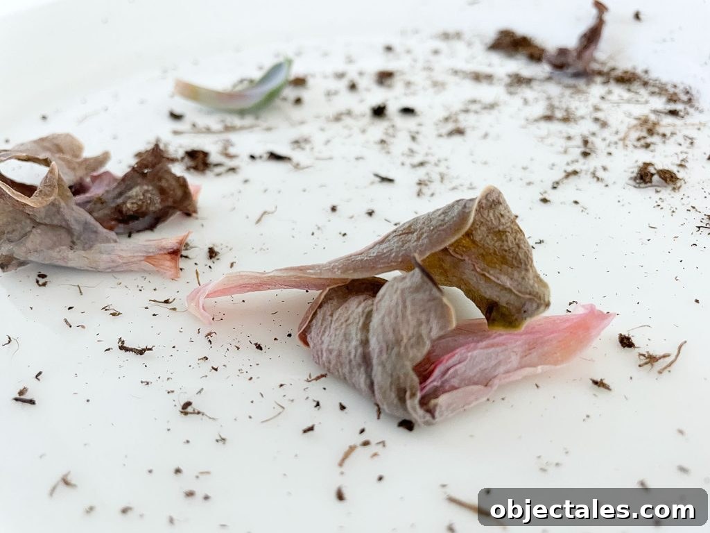 Rotten Succulent Leaves