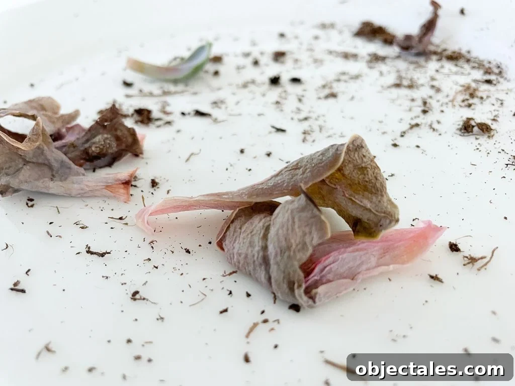 Rotten Succulent Leaves
