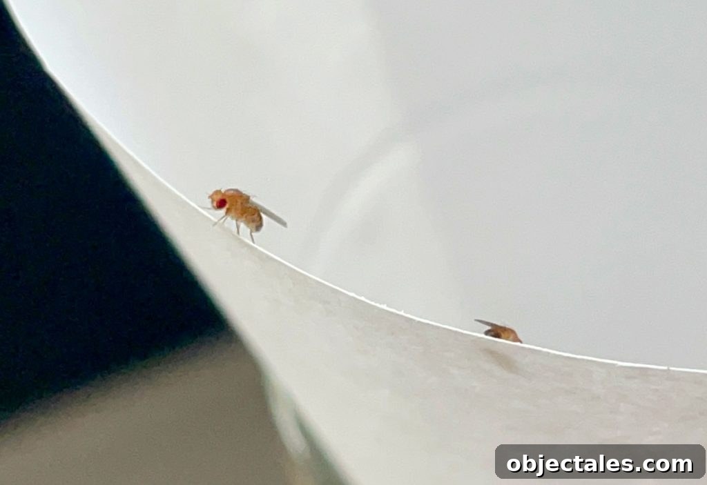 Close Up Of Fruit Fly On Paper Funnel