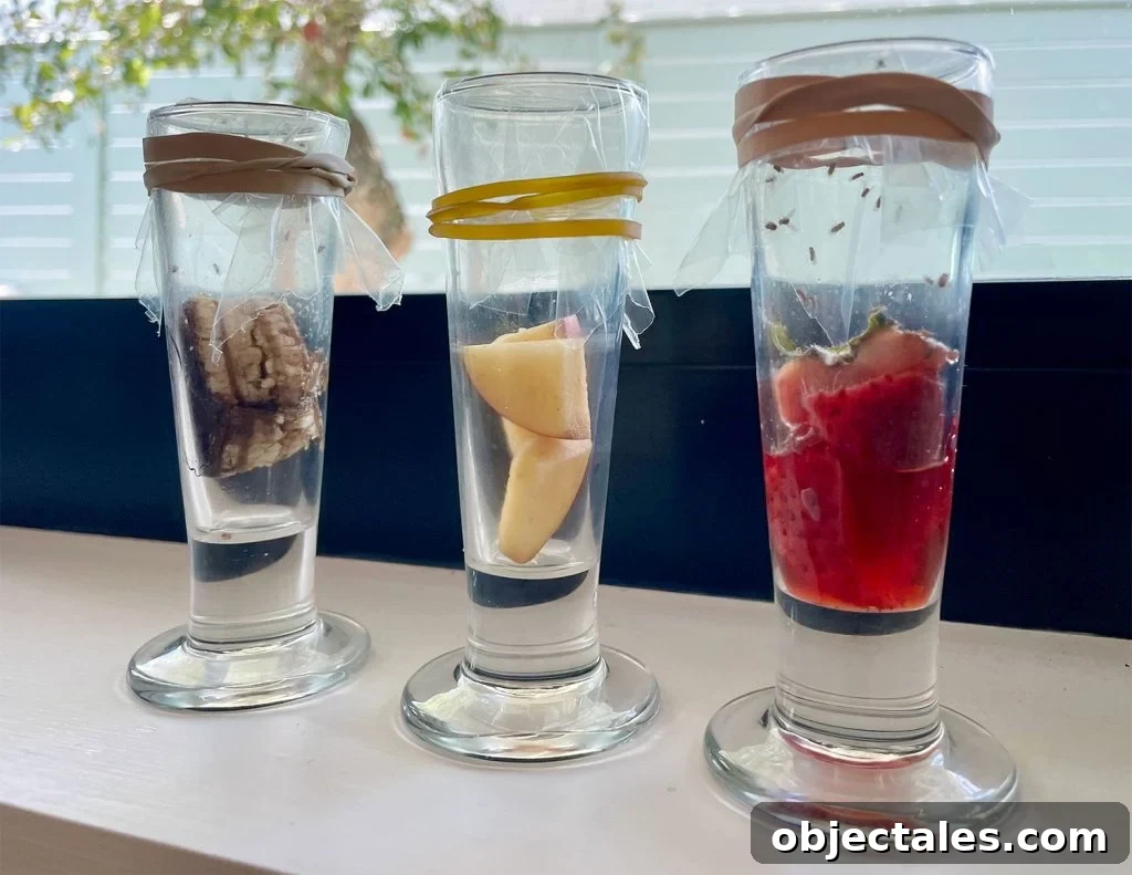 Fruit Fly Traps With Different Rotten Fruit Baits