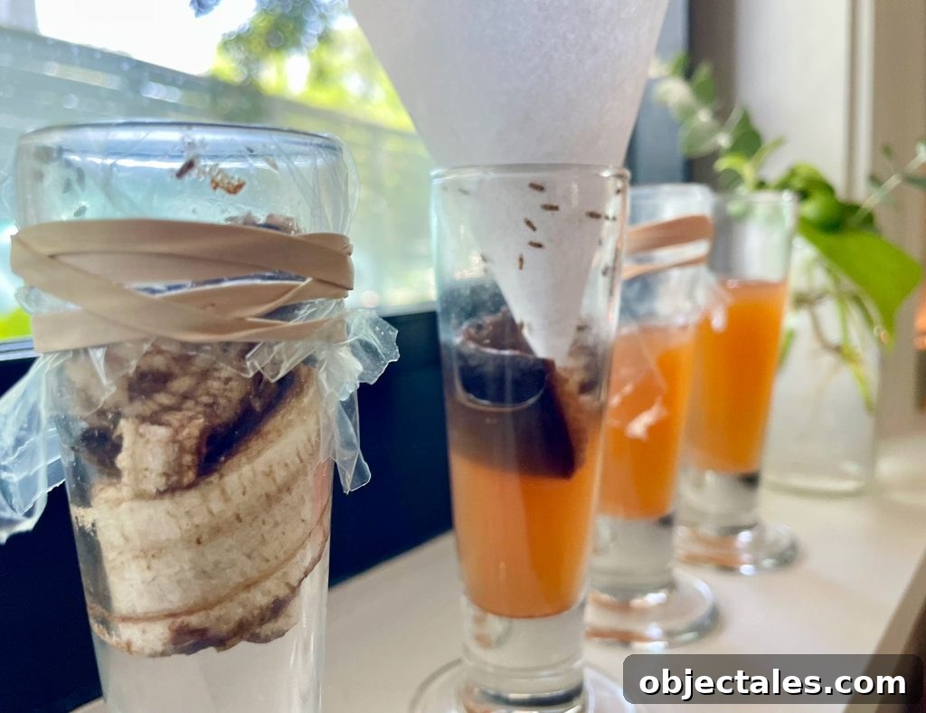 4 DIY Fruit Fly Traps Close Up