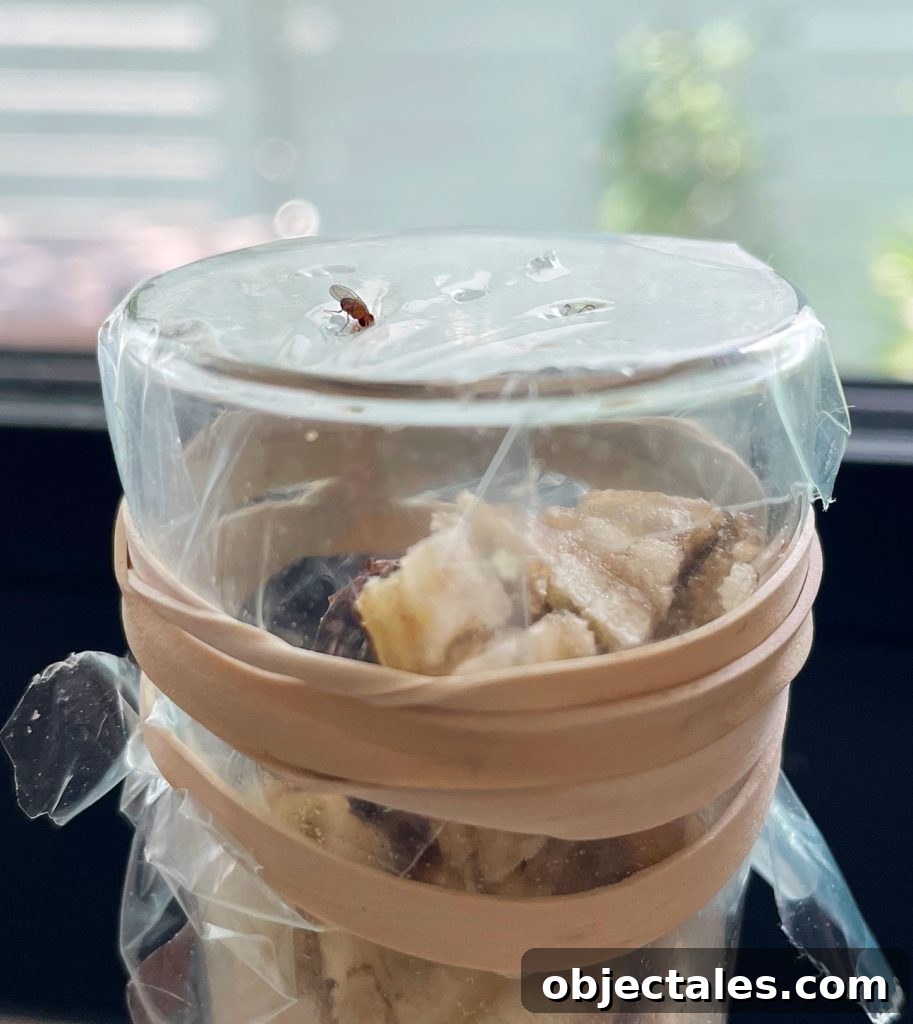 Fruit Fly Entering Plastic Wrap On DIY Trap