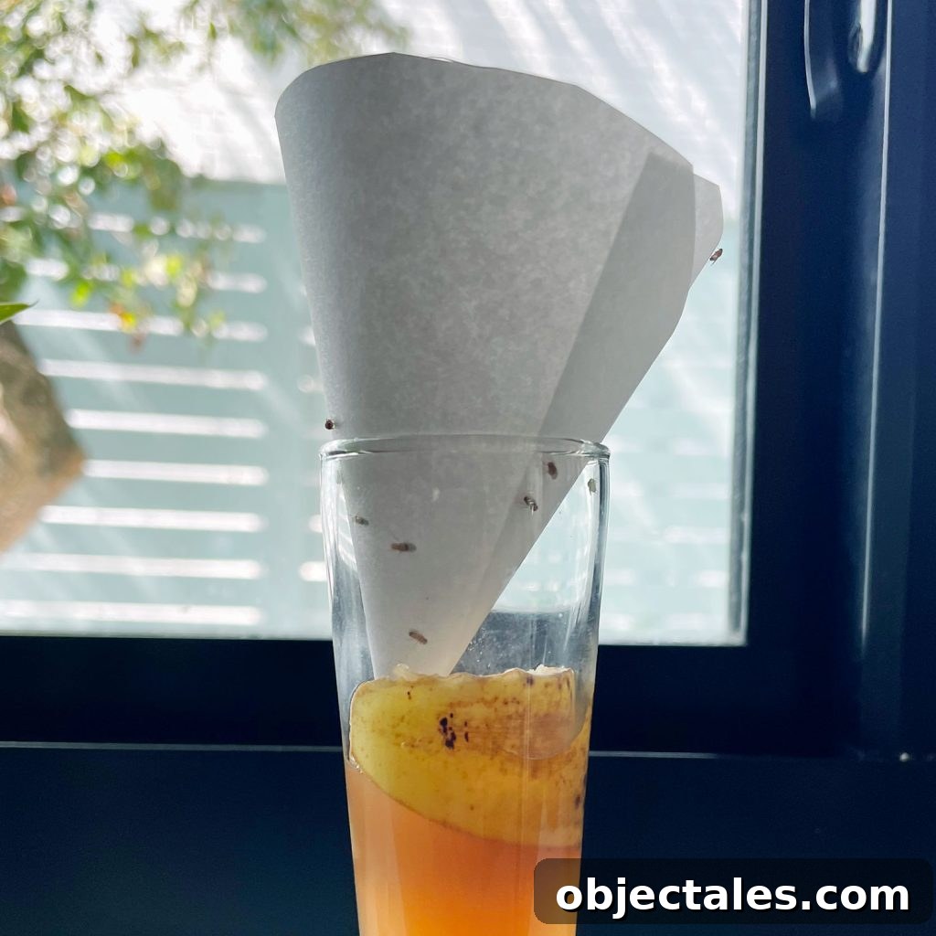 DIY Fruit Fly Trap With Paper Funnel