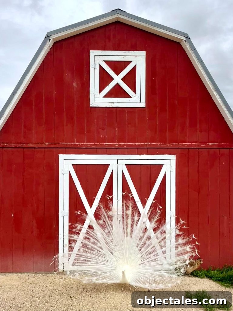Albino Peacock In Front Of Red Barn At Circle View Ranch