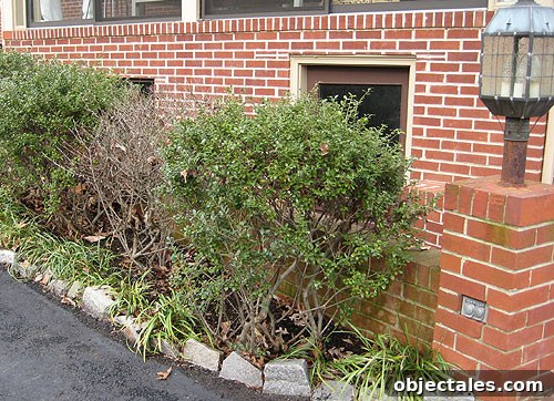 whattodowithdeadbush-1