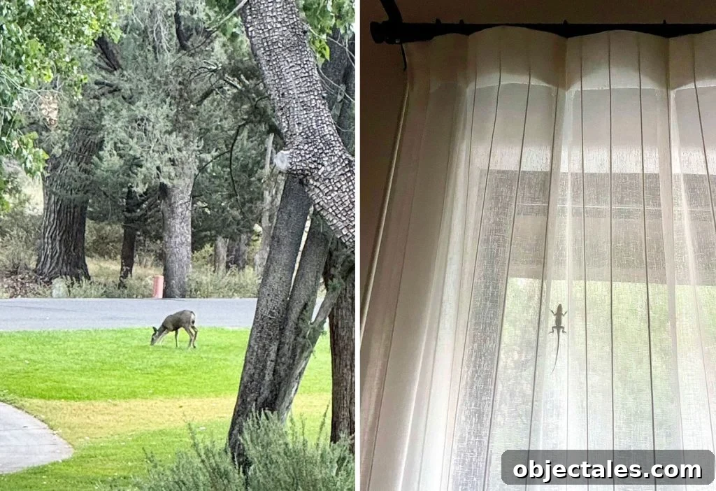 Girls' Weekend in Sedona, Arizona: Wine, Hikes & Spa 10 Small Mule Deer and Lizard On Curtain In Sedona Arizona