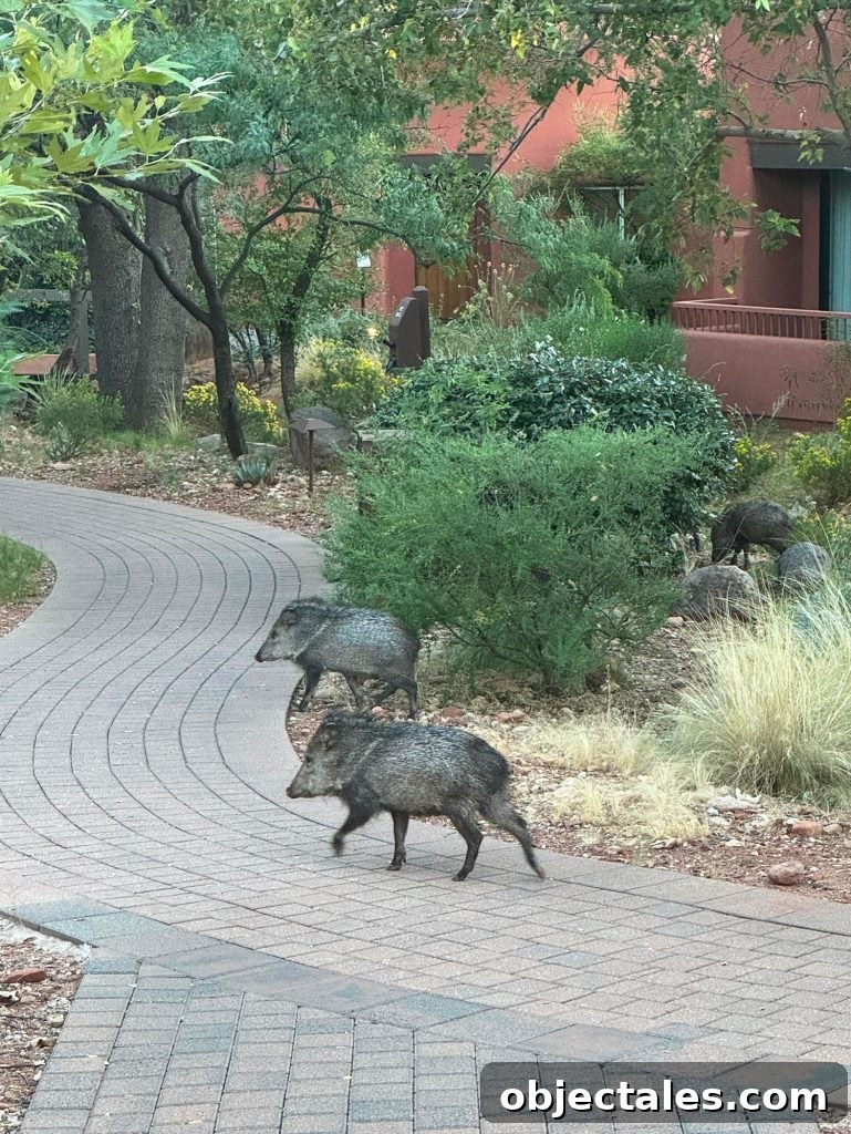 Girls' Weekend in Sedona, Arizona: Wine, Hikes & Spa 11 Javelina Animals Running Around Enchantment Resort In Sedona Arizona