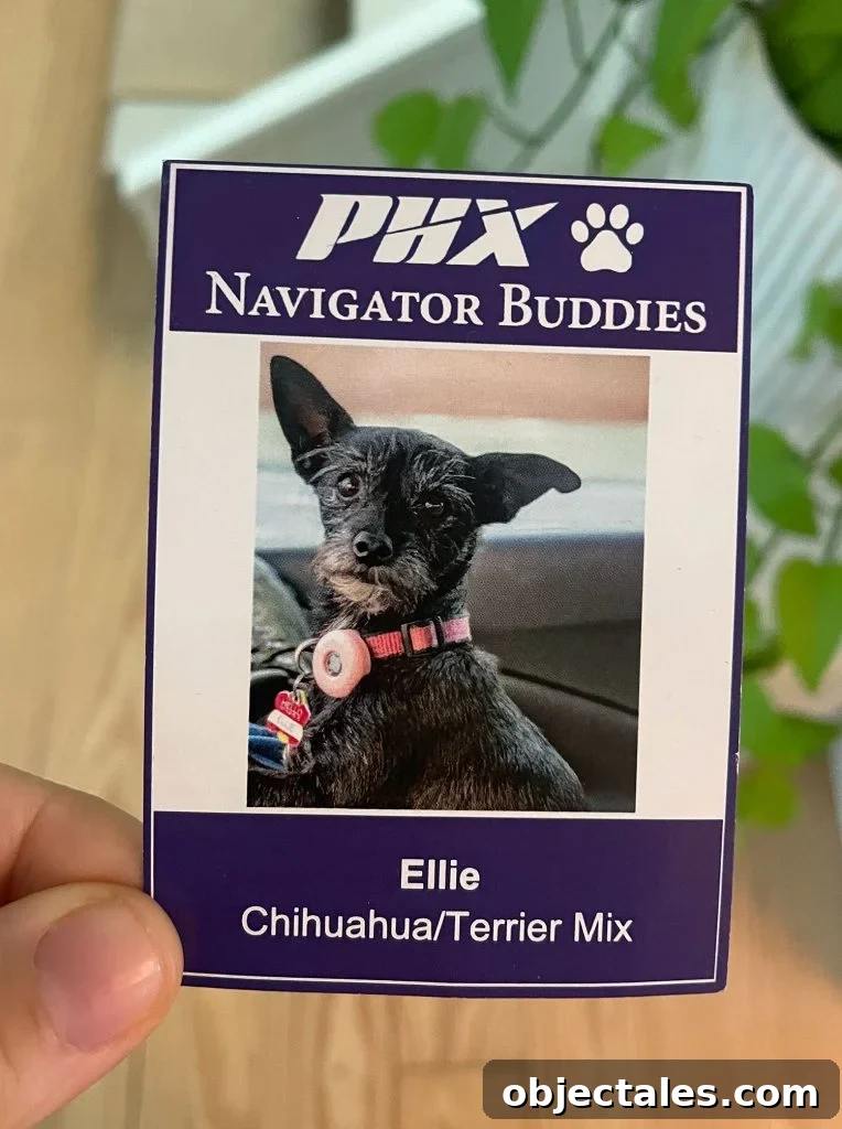 Girls' Weekend in Sedona, Arizona: Wine, Hikes & Spa 9 Therapy Dog Card From Phoenix Airport Ellie Chihuahua Mix