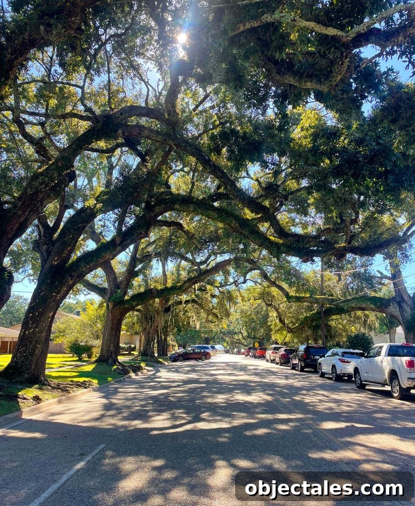 Weekend Escape in Ocean Springs: Beaches, Art and Dining 16 Tree Lined Street In Ocean Springs Mississippi