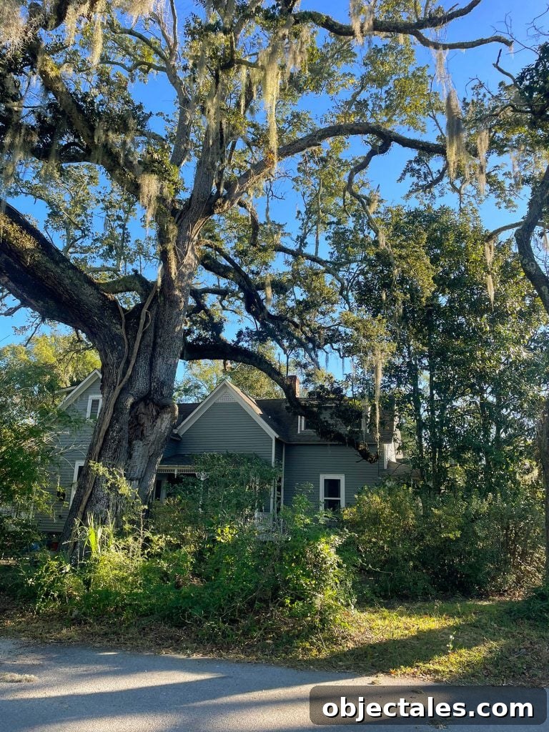 Weekend Escape in Ocean Springs: Beaches, Art and Dining 18 Home With Large Moss Draped Live Oak In Ocean Springs Mississippi