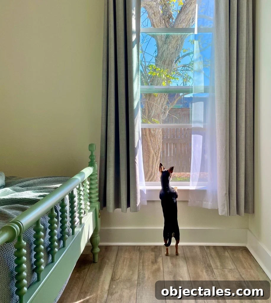 Small Chihuahua Looking Outside Window In Airbnb In Ocean Springs Mississippi