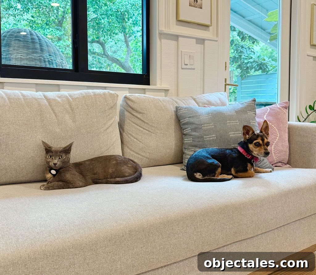 Gray Cat and Chihuahua Sitting On Couch Together