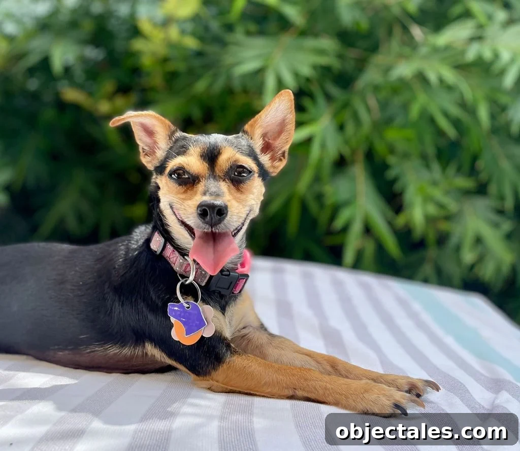 Penny Girl Dog Chihuahua Sitting On Towel Outside
