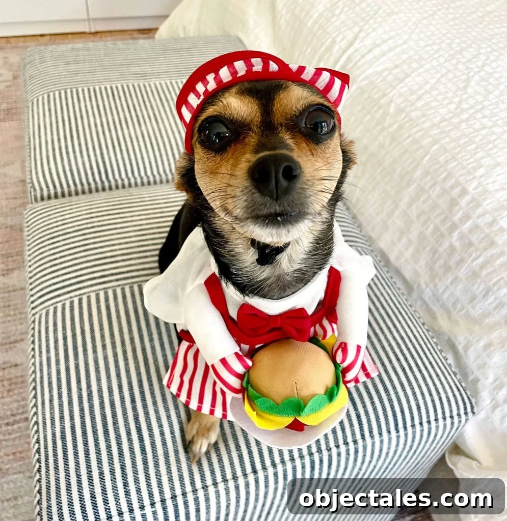 Penny Chihuahua Yorkie Dog Dressed As Hamburger Chef for Halloween