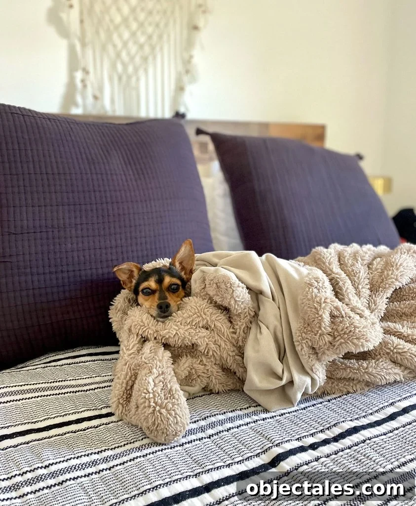 Penny Chihuahua Dog Wrapped In Blanket On Bed