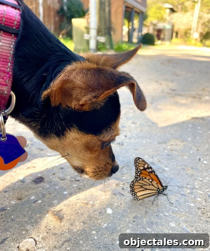 Small Girl Dog Penny Sniffing Monarch Butterfly