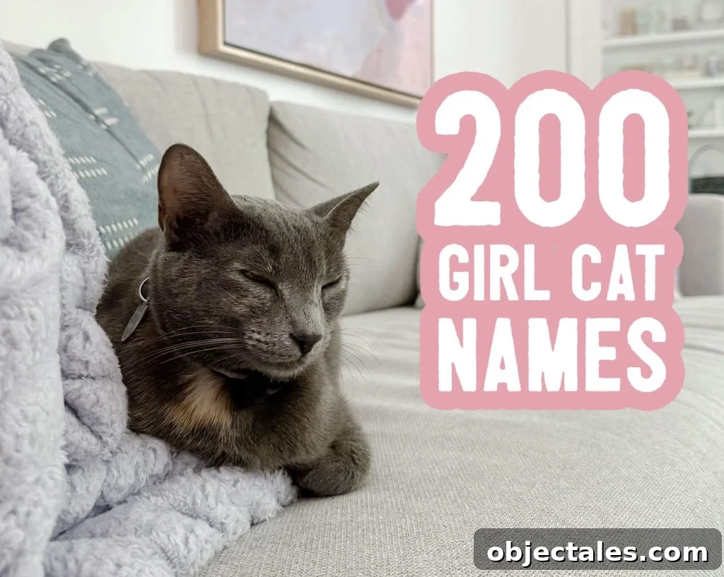 200 Female Cat Names and Naming Tips 2 200 Girl Cat Name Ideas Title Card With Loafing Cat