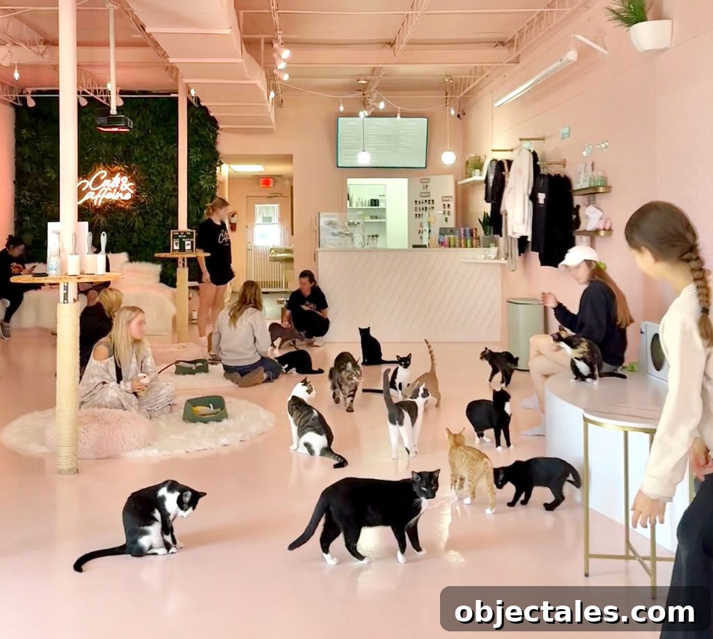 200 Female Cat Names and Naming Tips 3 Cats and Caffiene Cat Cafe Filled With Cats