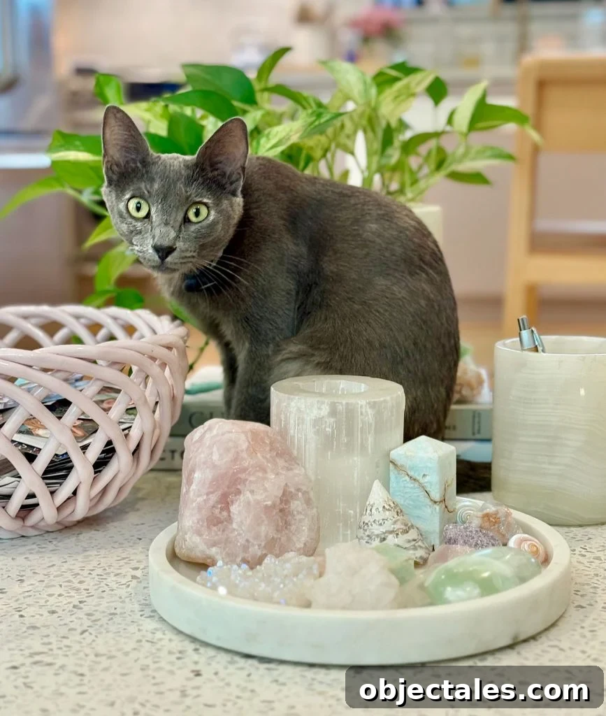 200 Female Cat Names and Naming Tips 5 Gray Girl Cat Sitting On Table Near Crystals