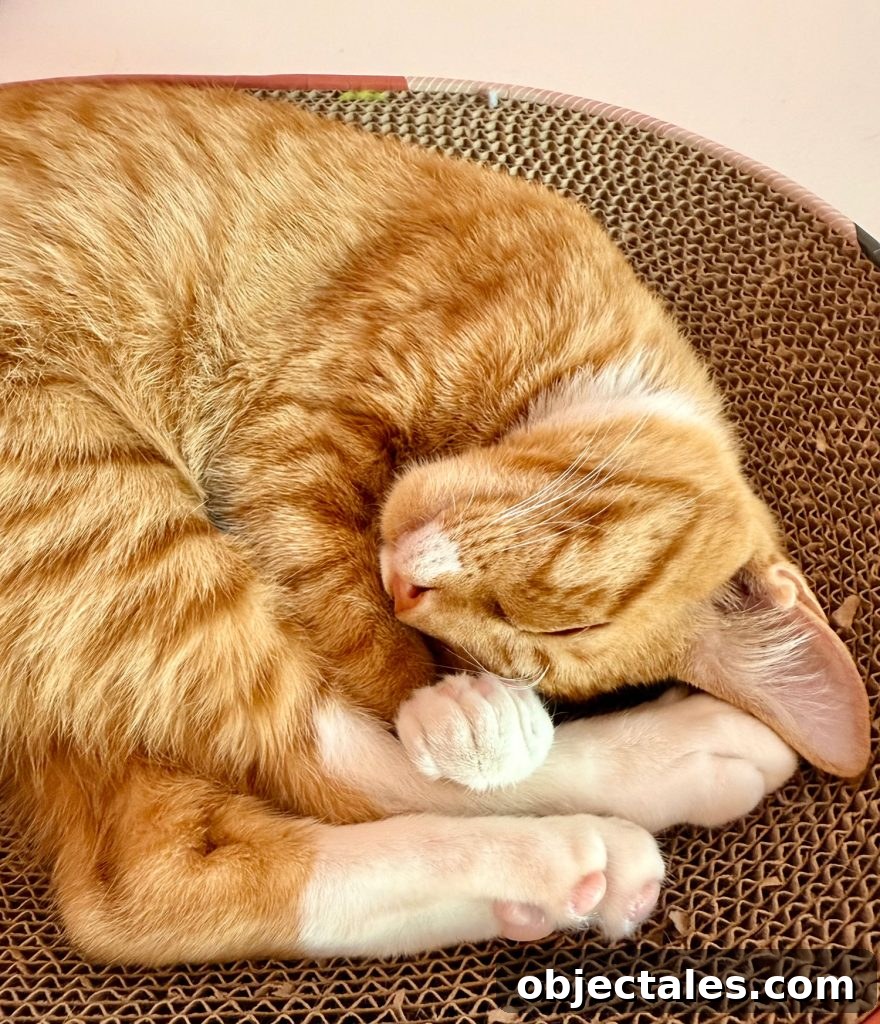 200 Female Cat Names and Naming Tips 6 Orange Cat Curled On Scratching Post