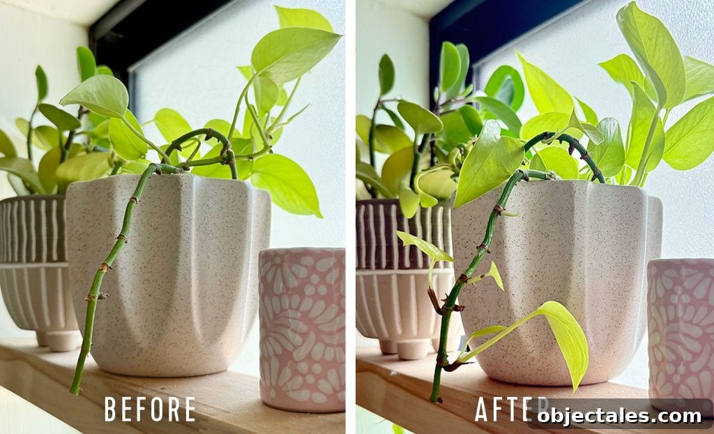 Keiki Paste: What It Is and How to Use It on Orchids 3 Before And After Side by Side of Pothos Vine Treated With Keiki Paste