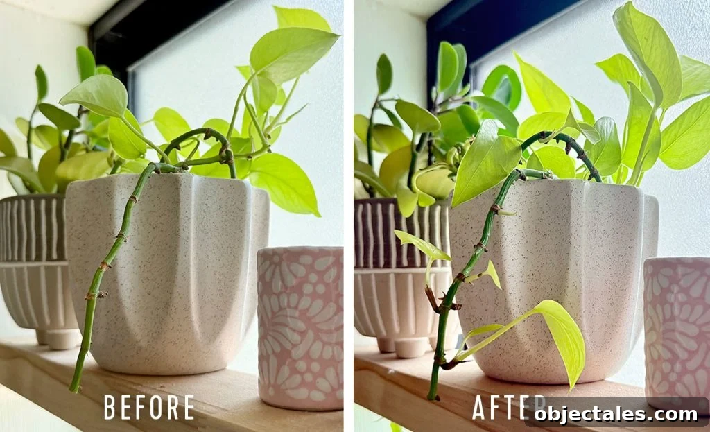 Before And After Side by Side of Pothos Vine Treated With Keiki Paste