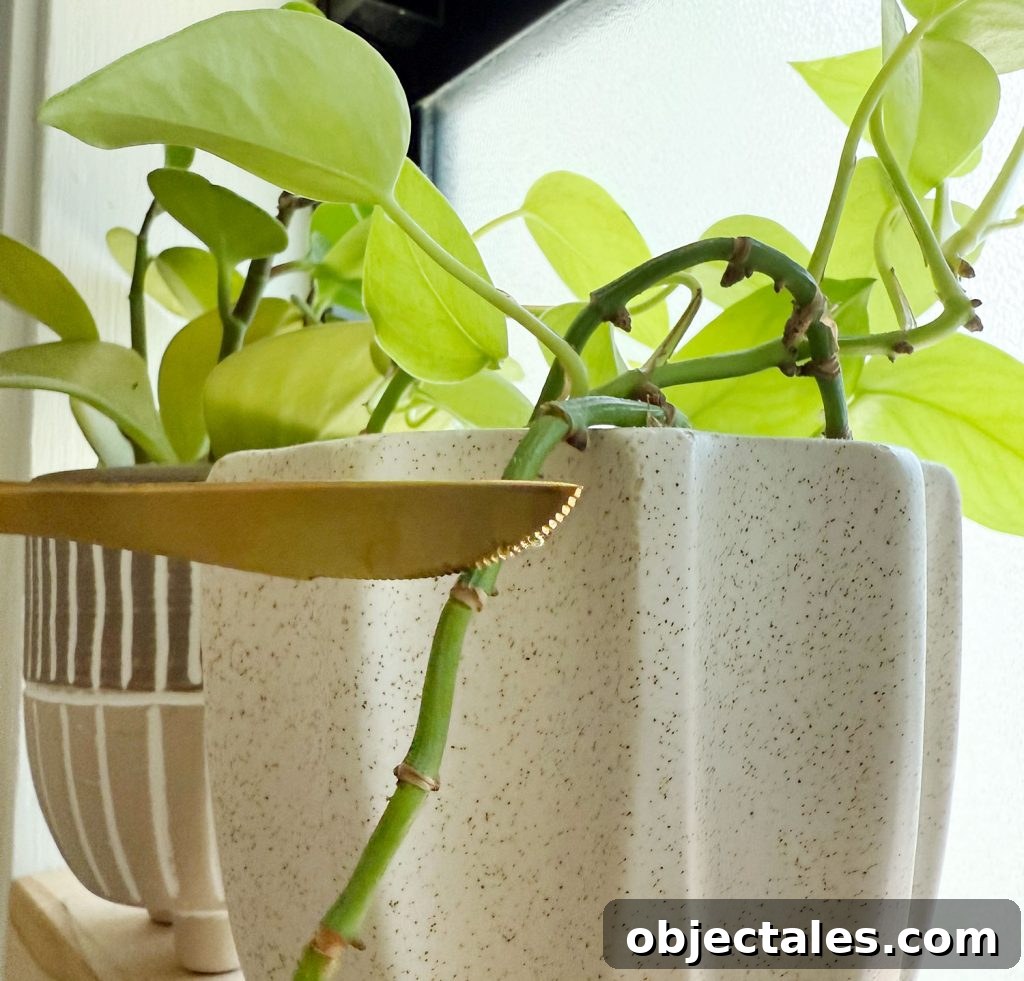 Keiki Paste: What It Is and How to Use It on Orchids 5 Scoring Pothos Plant Node With Kitchen Knife Before Applying Keiki Paste