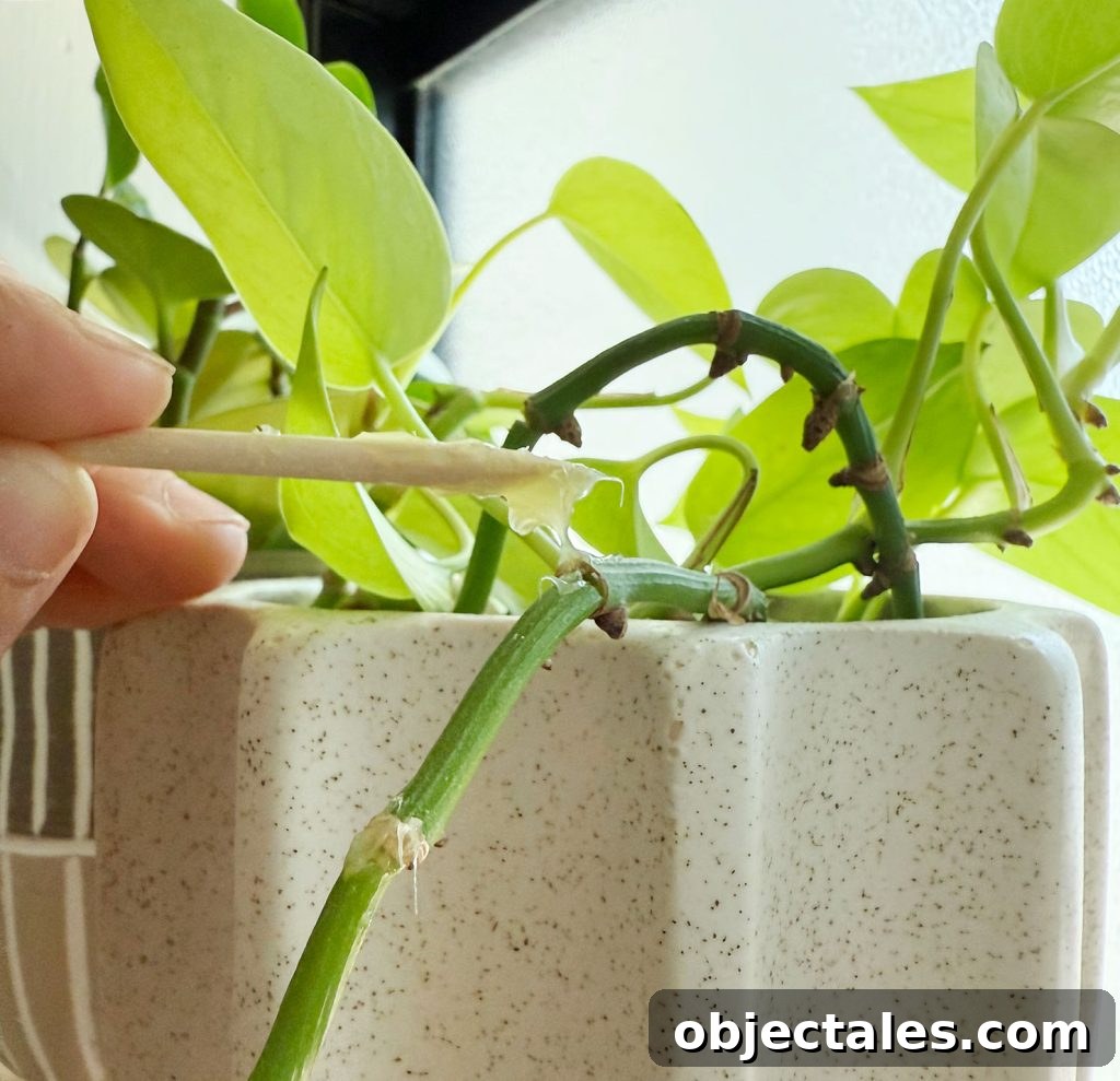 Keiki Paste: What It Is and How to Use It on Orchids 6 Applying Small Dab of Keiki Paste With Toothpick to Pothos Node