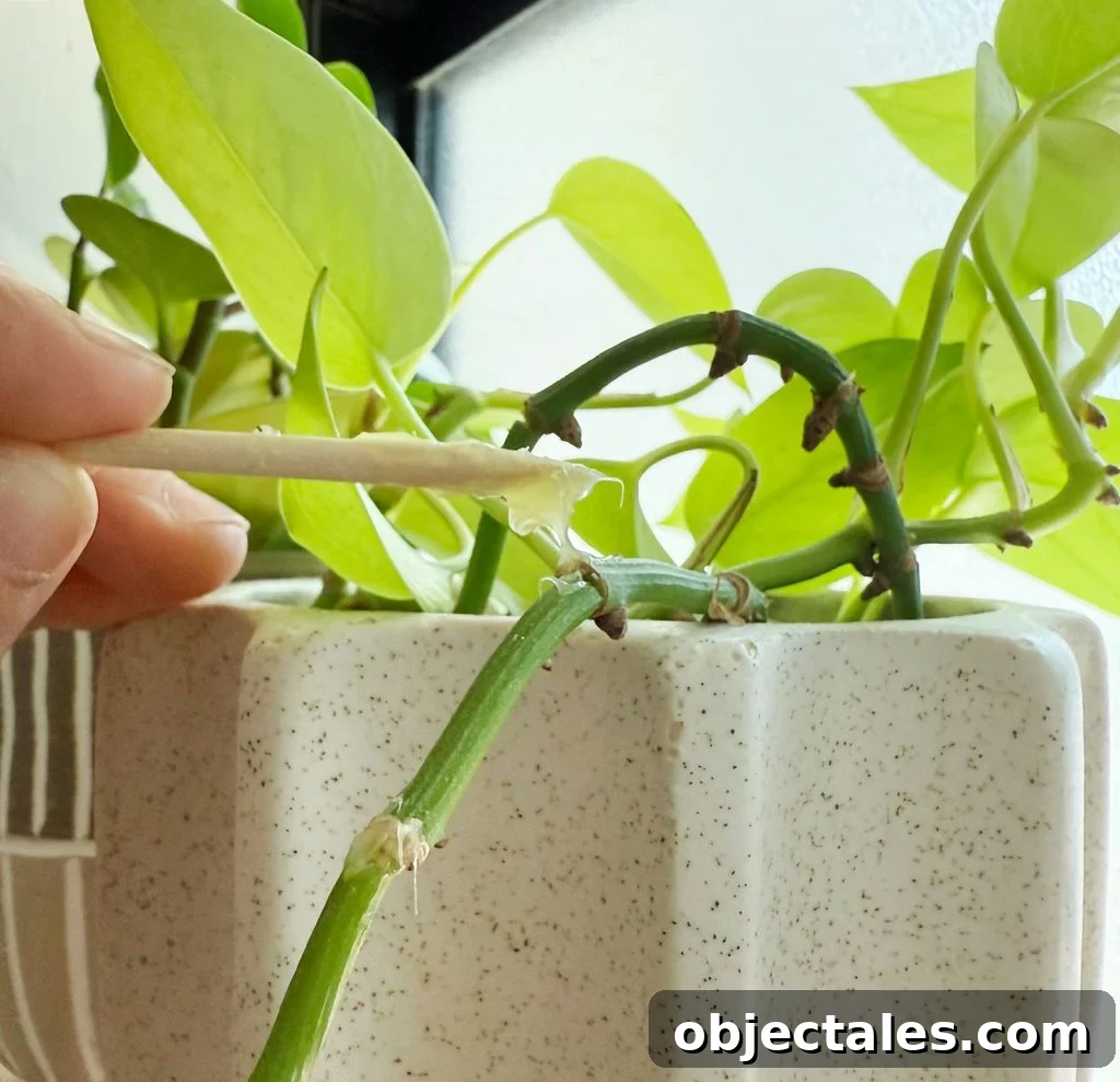 Applying Small Dab of Keiki Paste With Toothpick to Pothos Node