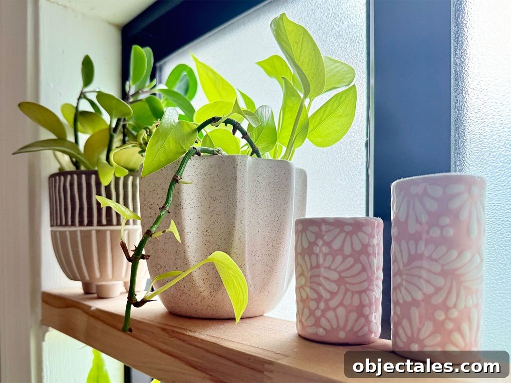 Keiki Paste: What It Is and How to Use It on Orchids 7 After Photo of Pothos Plant With New Growth From Keiki Paste