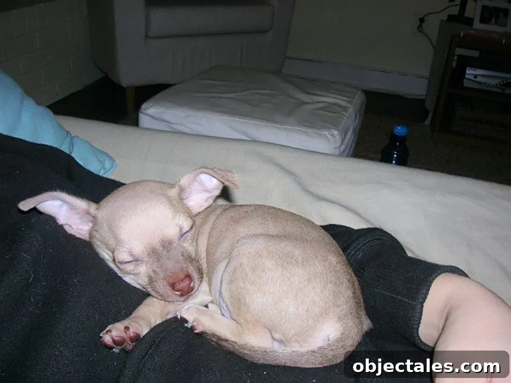 Baby boy chihuahua curled up on Sherry